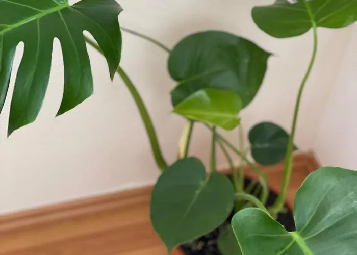 アパート Sam & Karo Boutique